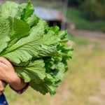 Kale Sang Sayur- mayur Hijau Luar biasa yang Lagi Hits serta Penuh Manfaat